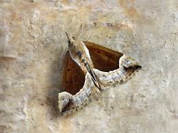 Attēlu rezultāti vaicājumam “Hypena crassalis”