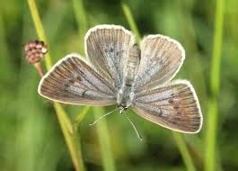 Attēlu rezultāti vaicājumam “Maculinea teleius underside”
