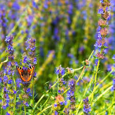 Image result for Ysop