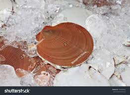 Image result for Placopecten magellanicus