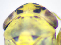 Attēlu rezultāti vaicājumam “Macrosteles sp. imago”