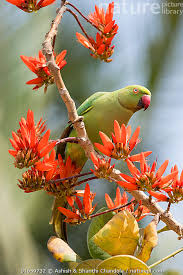 Image result for Psittacula krameri