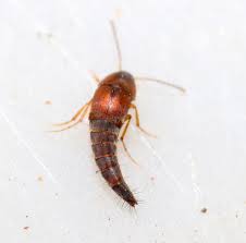 Attēlu rezultāti vaicājumam “Sepedophilus sp.”