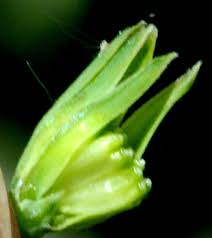 Attēlu rezultāti vaicājumam “Lapsana communis fruit”