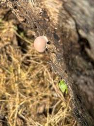 Attēlu rezultāti vaicājumam “Lycogala flavofuscum”