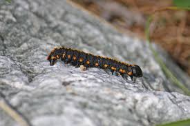 Attēlu rezultāti vaicājumam “Cucullia lucifuga larva”