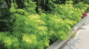 Attēlu rezultāti vaicājumam “Sambucus racemosa”