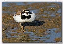 Attēlu rezultāti vaicājumam “Charadrius dubius adult”