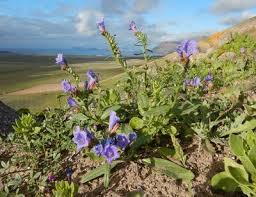 Attēlu rezultāti vaicājumam “Hydrophyllaceae”