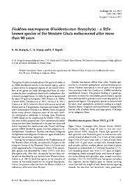 Attēlu rezultāti vaicājumam “Fissidens arnoldii sporophyte”