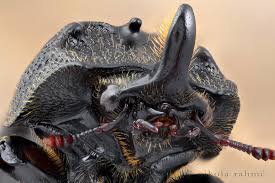 Attēlu rezultāti vaicājumam “Sinodendron cylindricum male”