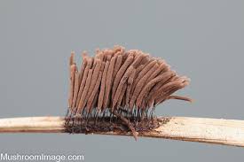 Attēlu rezultāti vaicājumam “Stemonaria irregularis stalked”