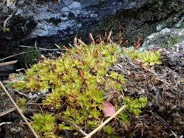 Attēlu rezultāti vaicājumam “Encalypta”