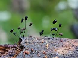 Attēlu rezultāti vaicājumam “Trichia ambigua stalked”