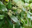 Exotic &amp; Invasive Plants in Florida