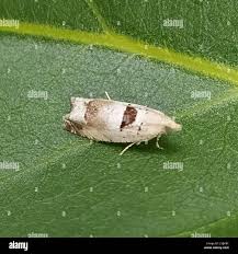 Attēlu rezultāti vaicājumam “Epinotia ramella”