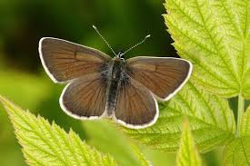 Attēlu rezultāti vaicājumam “Eumedonia eumedon”