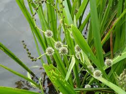 Attēlu rezultāti vaicājumam “Sparganium neglectum”