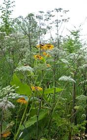 Image result for Angelica silvestris