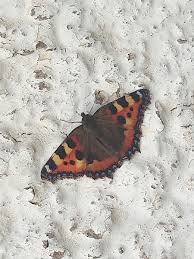 Image result for Small Tortoiseshell