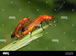 Attēlu rezultāti vaicājumam “Rhagonycha fulva”