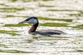 Image result for Podiceps grisegena