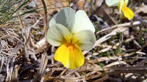 Attēlu rezultāti vaicājumam “Viola tricolor subsp. matutina”