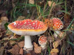 Attēlu rezultāti vaicājumam “Amanita muscaria”
