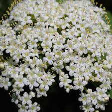 Attēlu rezultāti vaicājumam “Viburnum lantana  flower”
