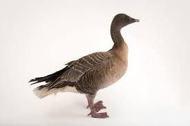 Attēlu rezultāti vaicājumam “Anser brachyrhynchus”