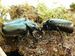 Attēlu rezultāti vaicājumam “Osmoderma barnabita”