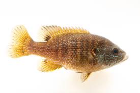 Image result for Lepomis cyanellus