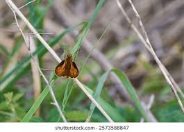 Attēlu rezultāti vaicājumam “Hesperia comma male”