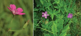 Attēlu rezultāti vaicājumam “Geranium palustre”