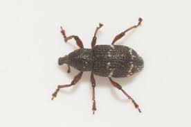 Attēlu rezultāti vaicājumam “Hylobius pinastri”