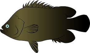 Image result for Lobotes surinamensis