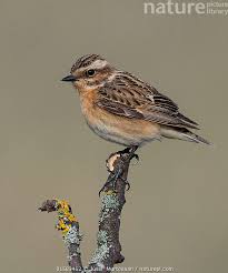 Attēlu rezultāti vaicājumam “Saxicola rubetra adult”