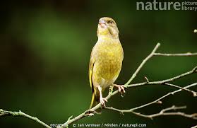 Attēlu rezultāti vaicājumam “Chloris chloris male”