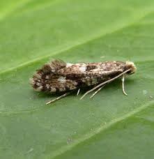 Attēlu rezultāti vaicājumam “Nemapogon cloacella”