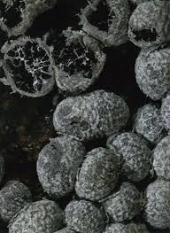 Attēlu rezultāti vaicājumam “Trichia crateriformis stalked”