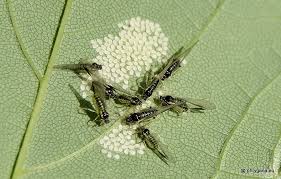 Attēlu rezultāti vaicājumam “Drepanosiphum platanoidis”