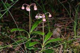 Attēlu rezultāti vaicājumam “Chimaphila umbellata”