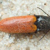 Attēlu rezultāti vaicājumam “Ampedus pomorum”