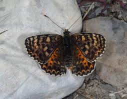 Attēlu rezultāti vaicājumam “Melitaea diamina underside”