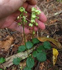 Attēlu rezultāti vaicājumam “Pyrola chlorantha”
