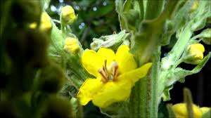 Attēlu rezultāti vaicājumam “Verbascum densiflorum bud”
