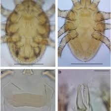 Attēlu rezultāti vaicājumam “Poecilochirus sp.”
