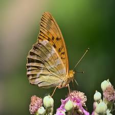 Attēlu rezultāti vaicājumam “Lopinga achine underside”