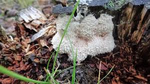 Attēlu rezultāti vaicājumam “Lycogala irregulare young”