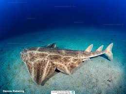 Image result for Squatina dumeril